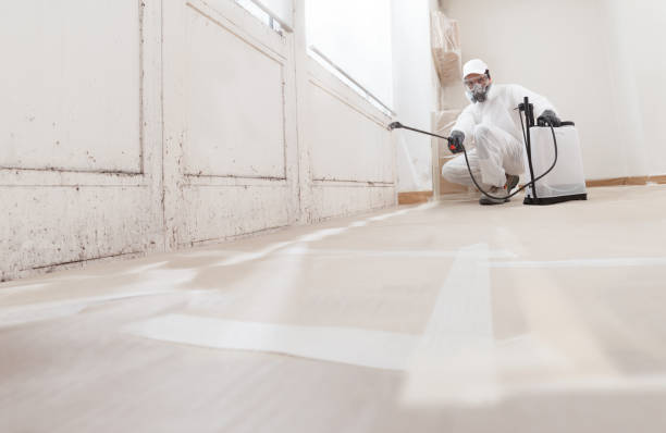 Black mold remediation team in Church View