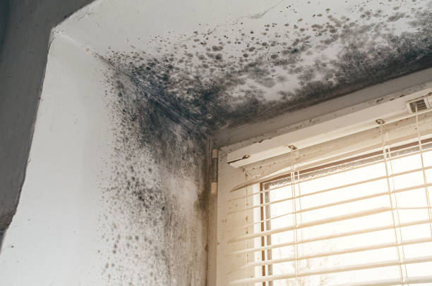 Mold Removal service in Church View